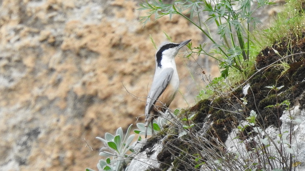 Eastern Rock Nuthatch
