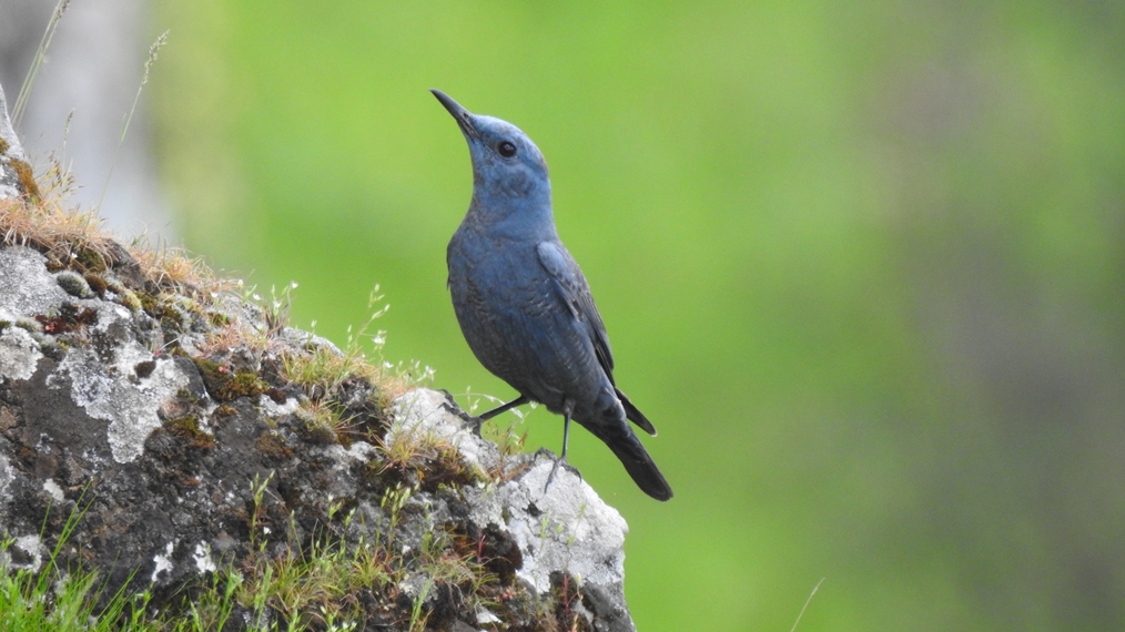 Blue Rock Thrush