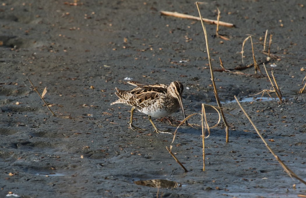Common Snipe