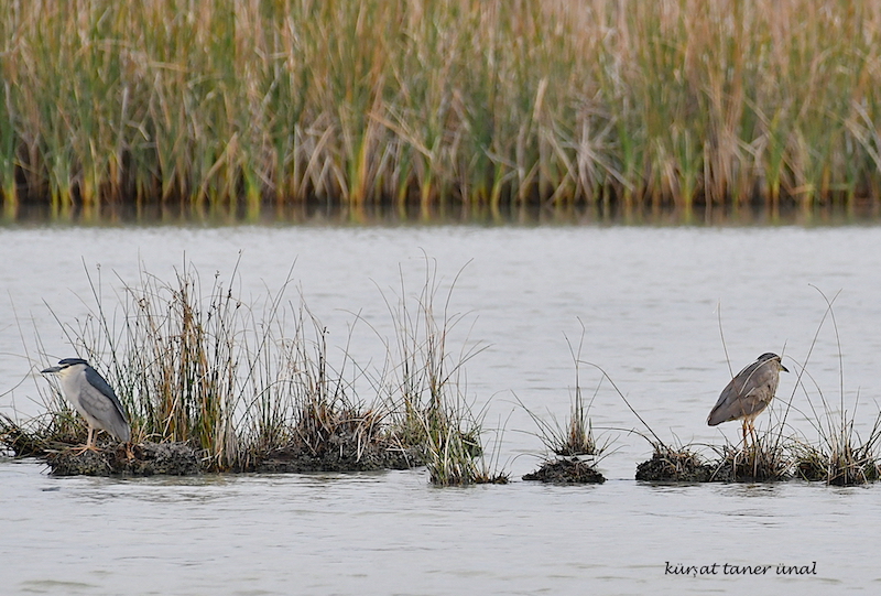 Black-crowned Night Heron