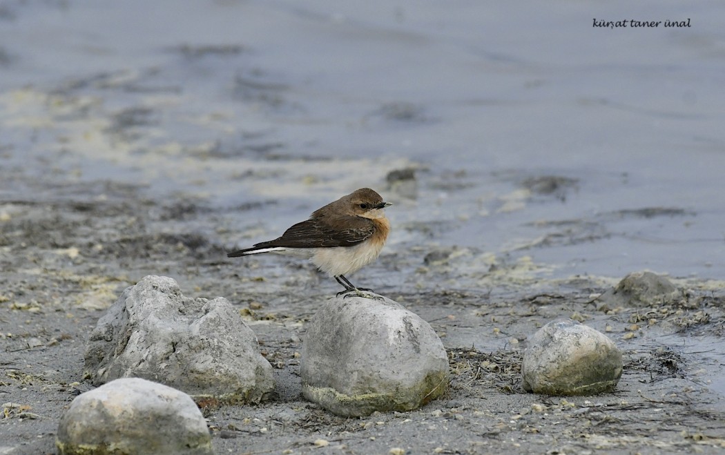 Black-eared Wheatear