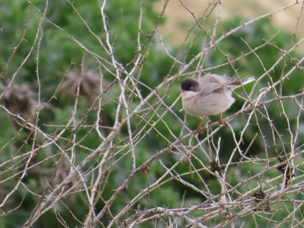 Menetries`s Warbler