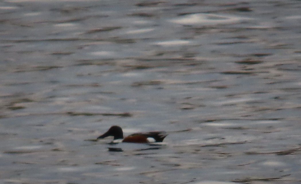 Northern Shoveler