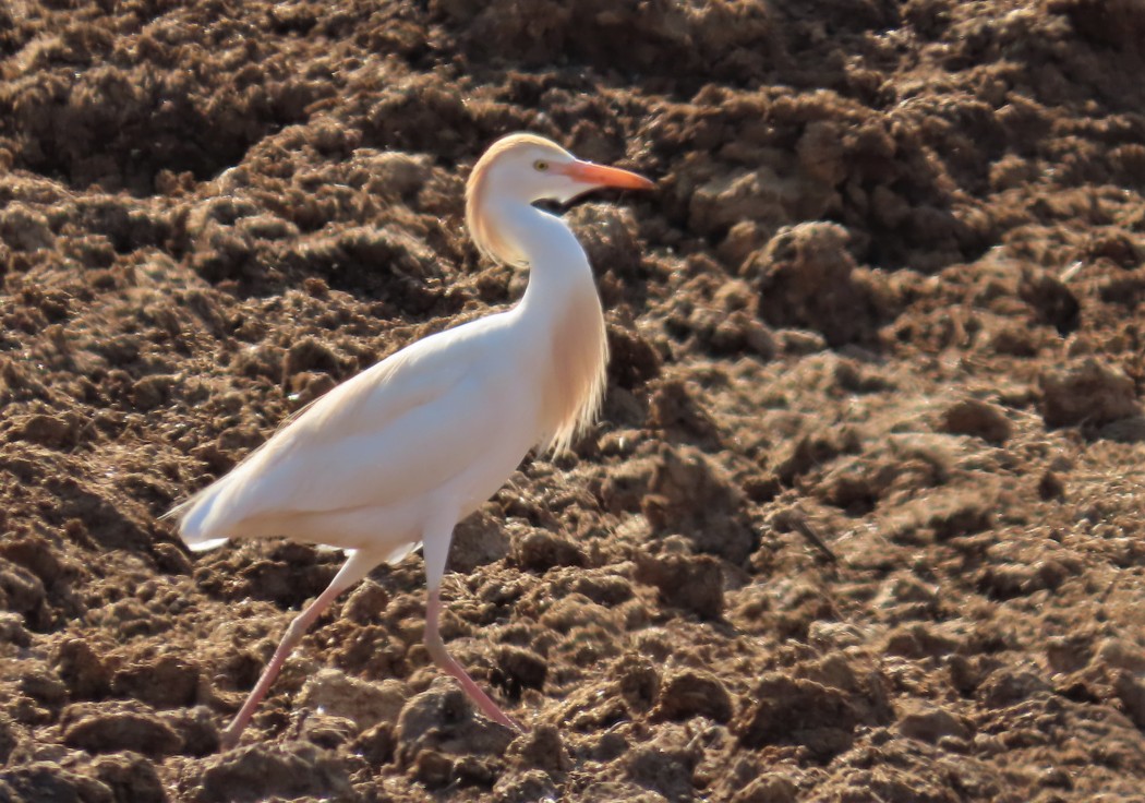 Western Cattle Egret