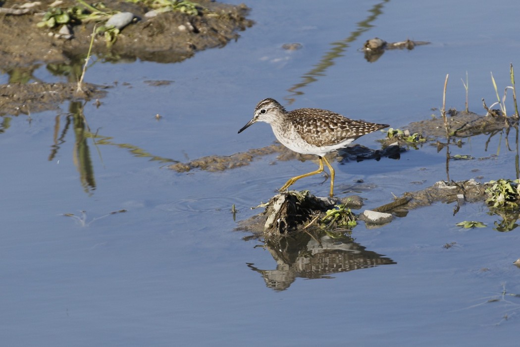 Wood Sandpiper
