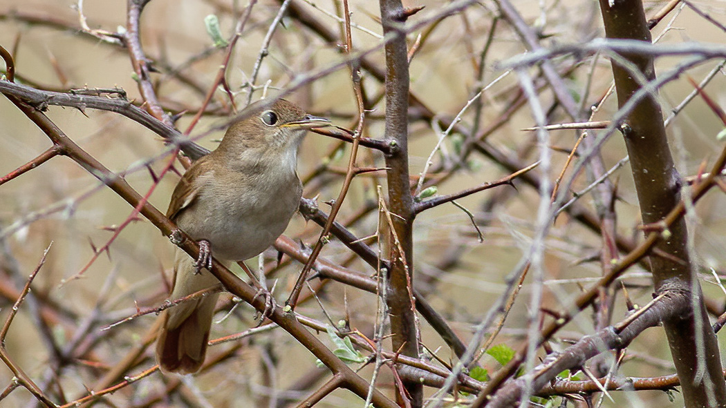 Common Nightingale