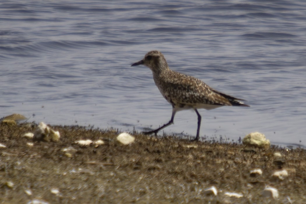 Grey Plover