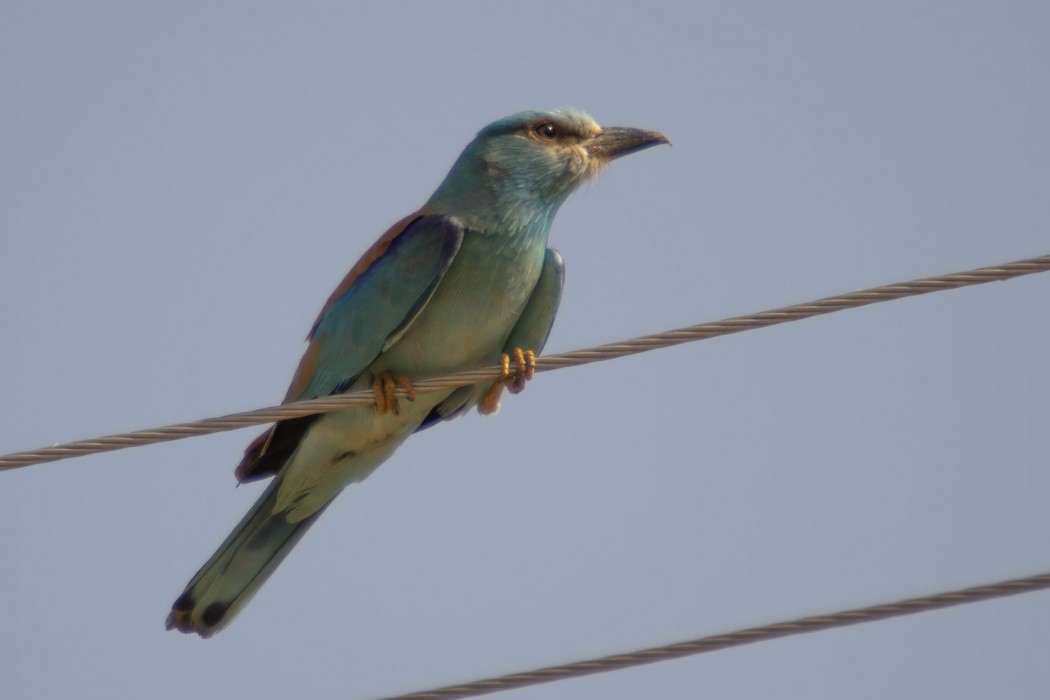 European Roller