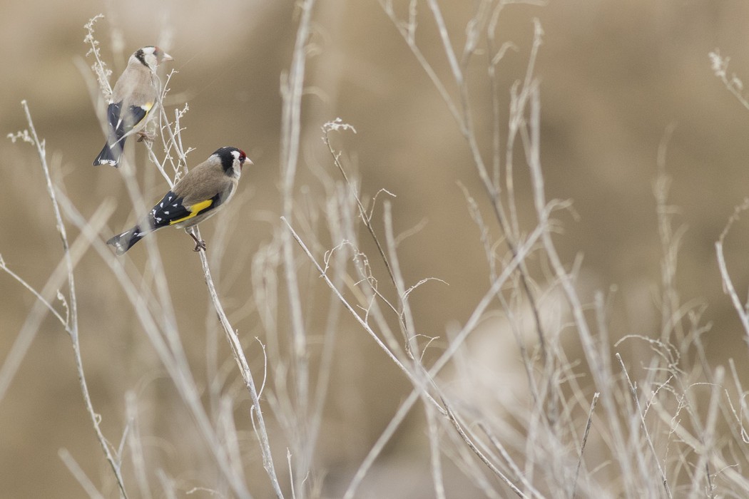 European Goldfinch