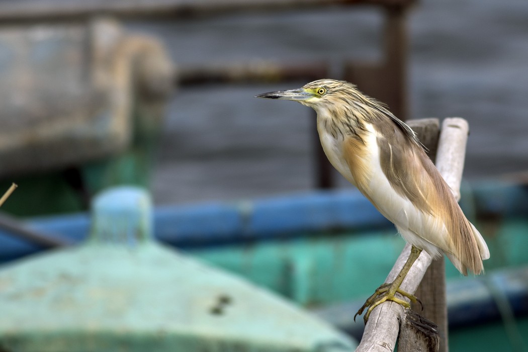 Squacco Heron