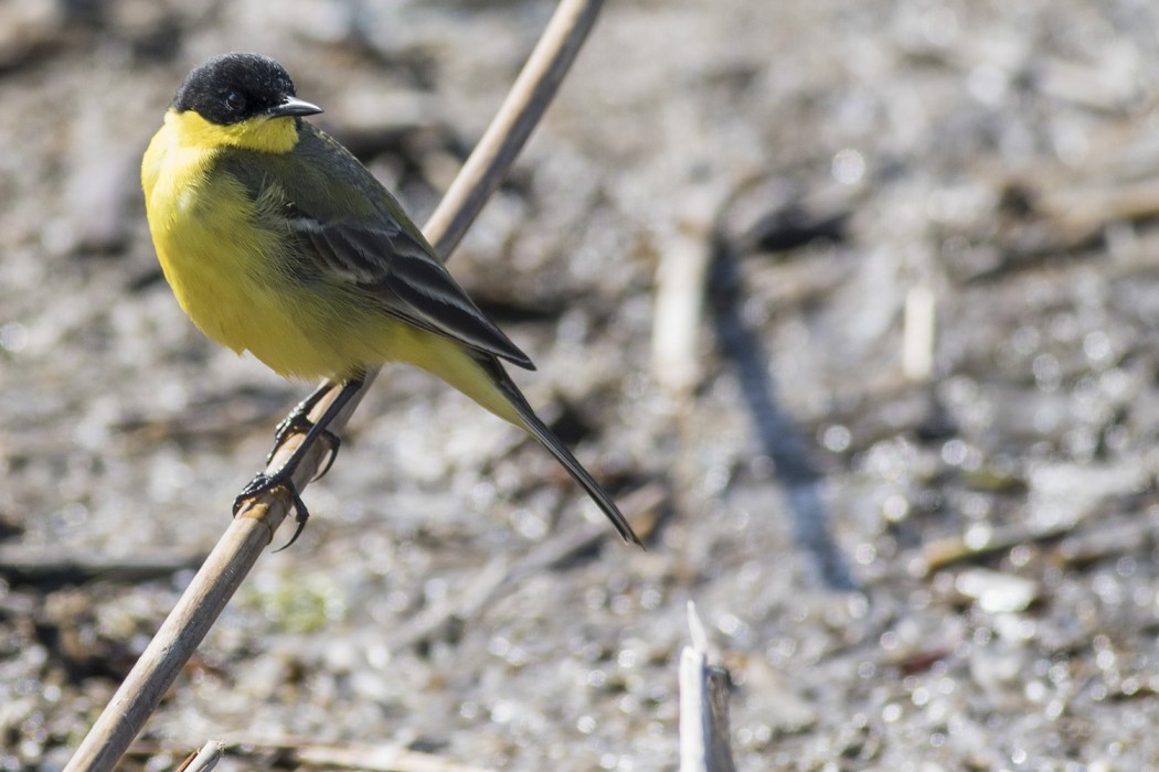 Western Yellow Wagtail