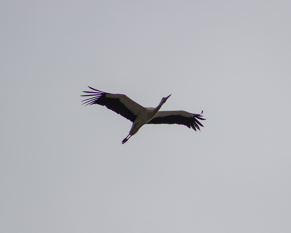 White Stork