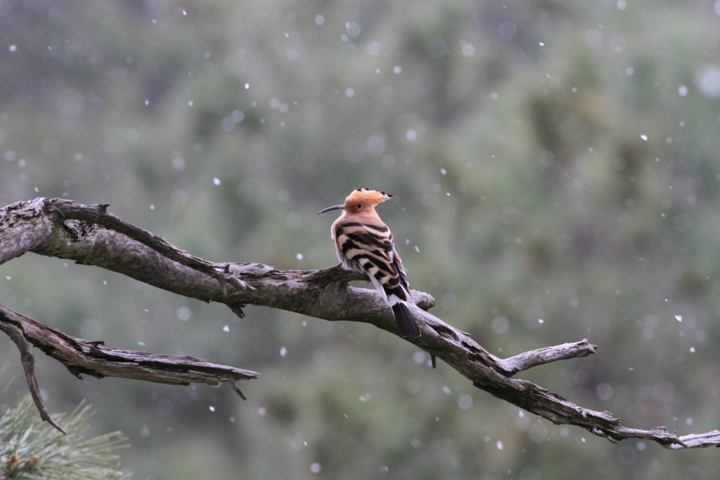 Common Hoopoe