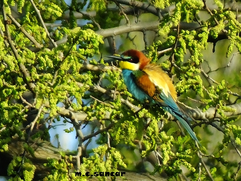European Bee-eater