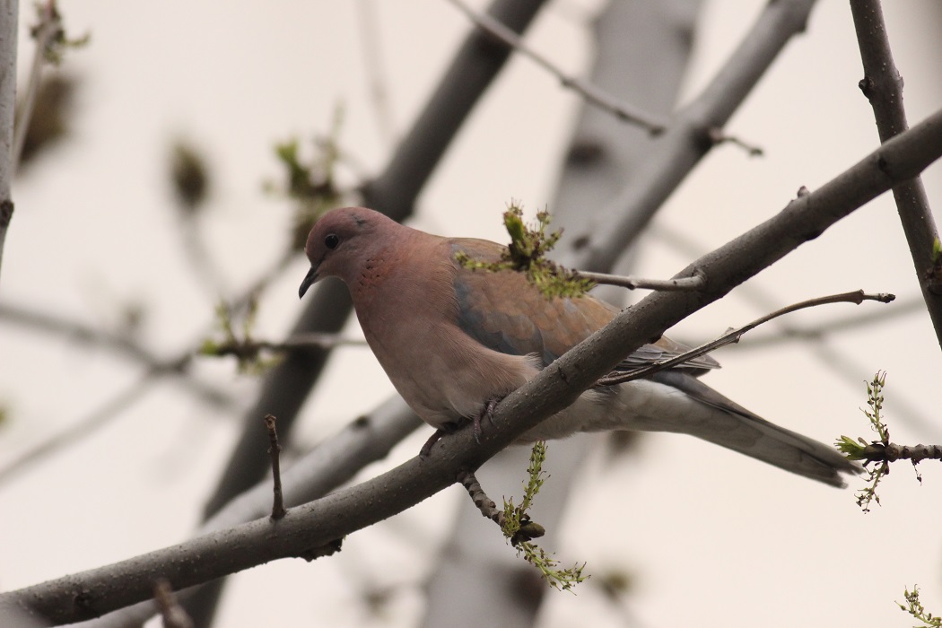 Laughing Dove