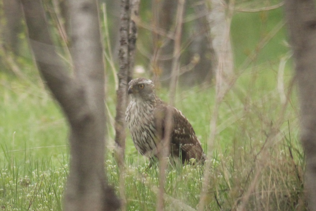 Eurasian Goshawk