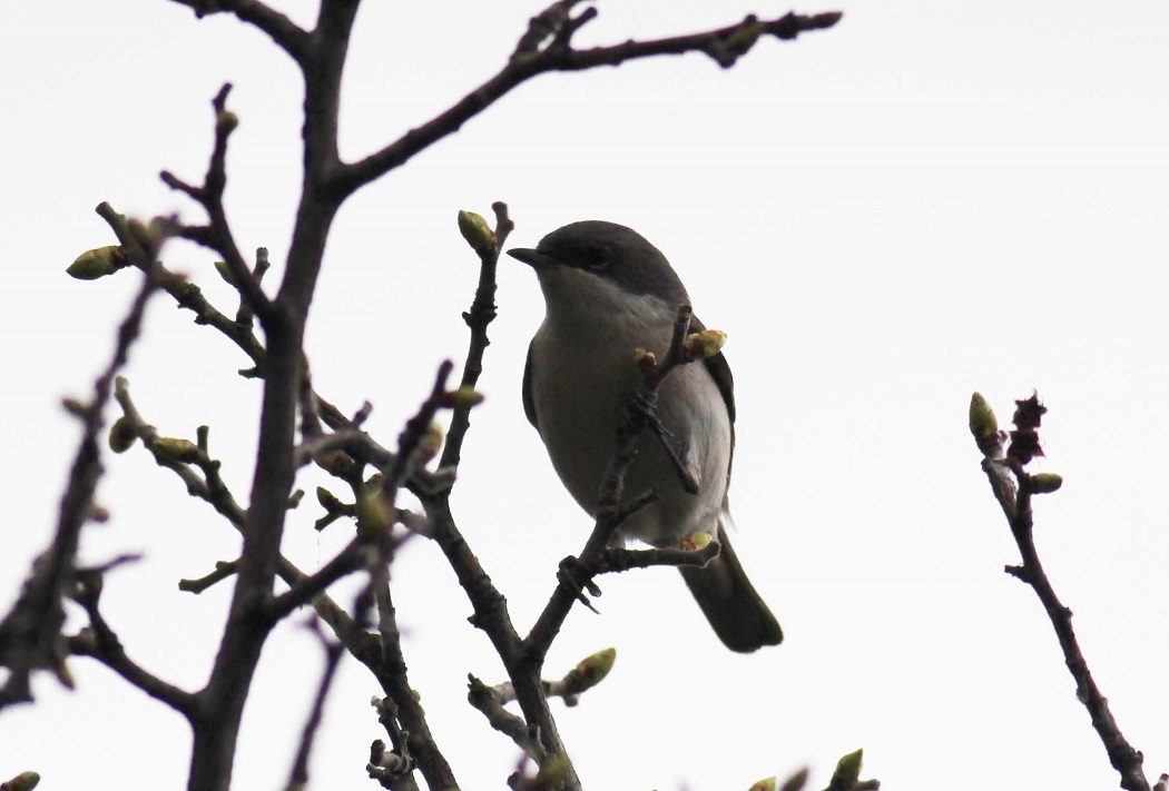 Lesser Whitethroat