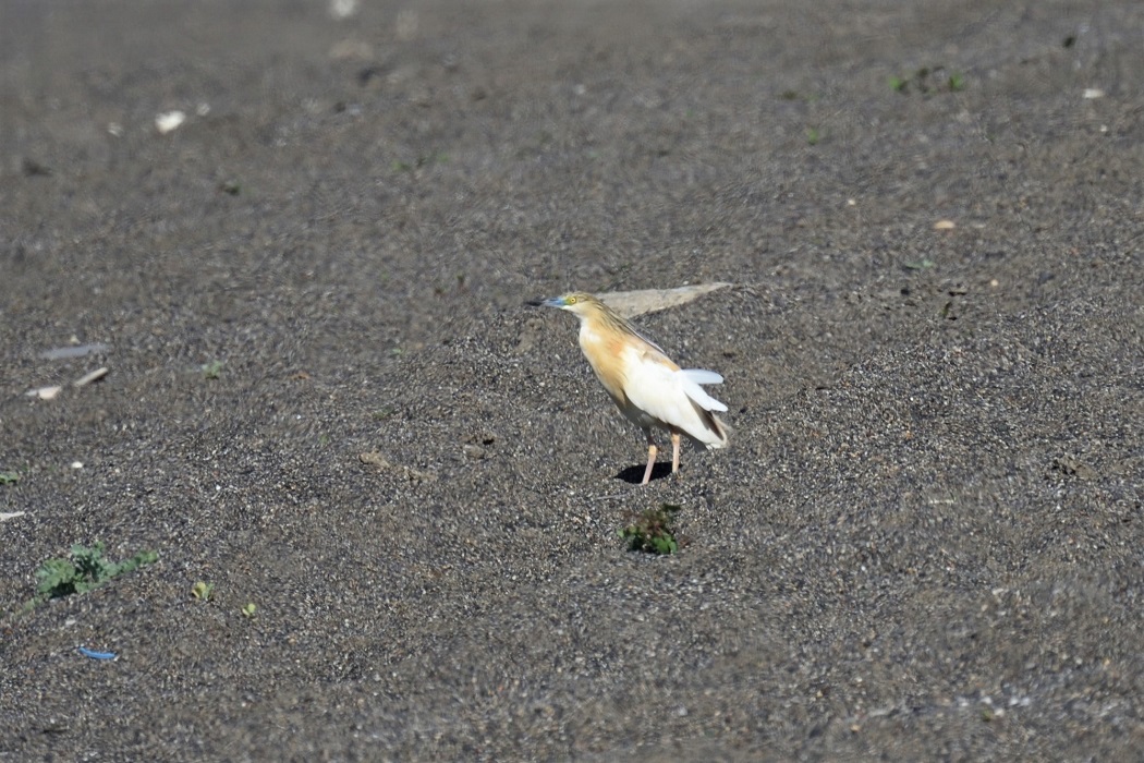 Squacco Heron