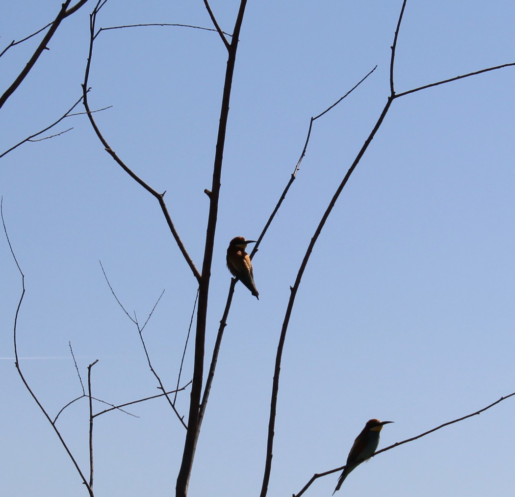 European Bee-eater