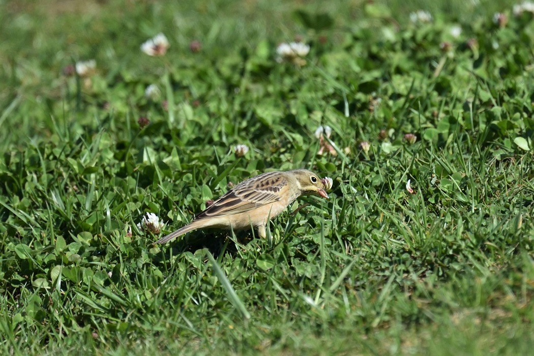 Ortolan Bunting