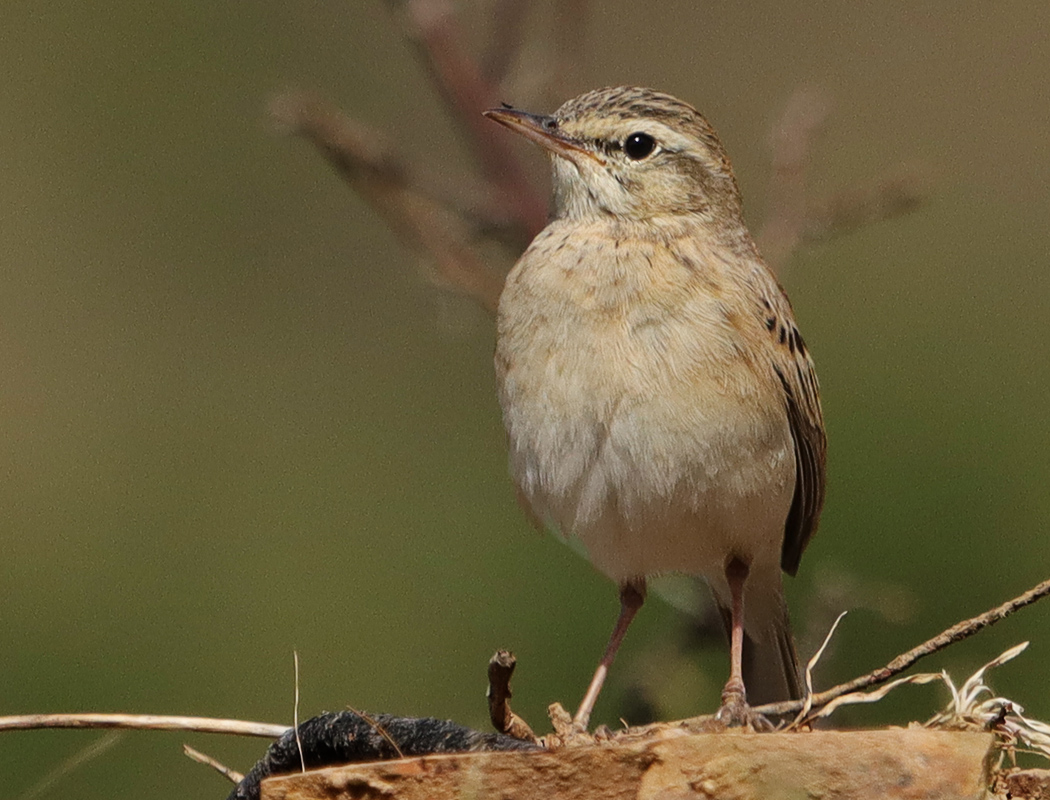 Tawny Pipit