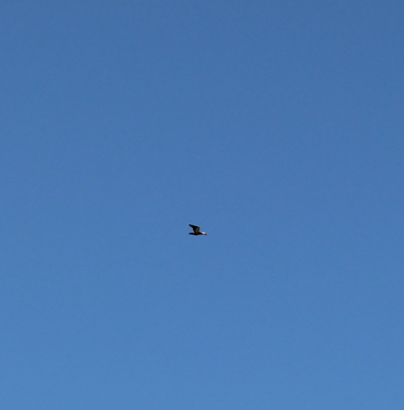 Ruddy Shelduck