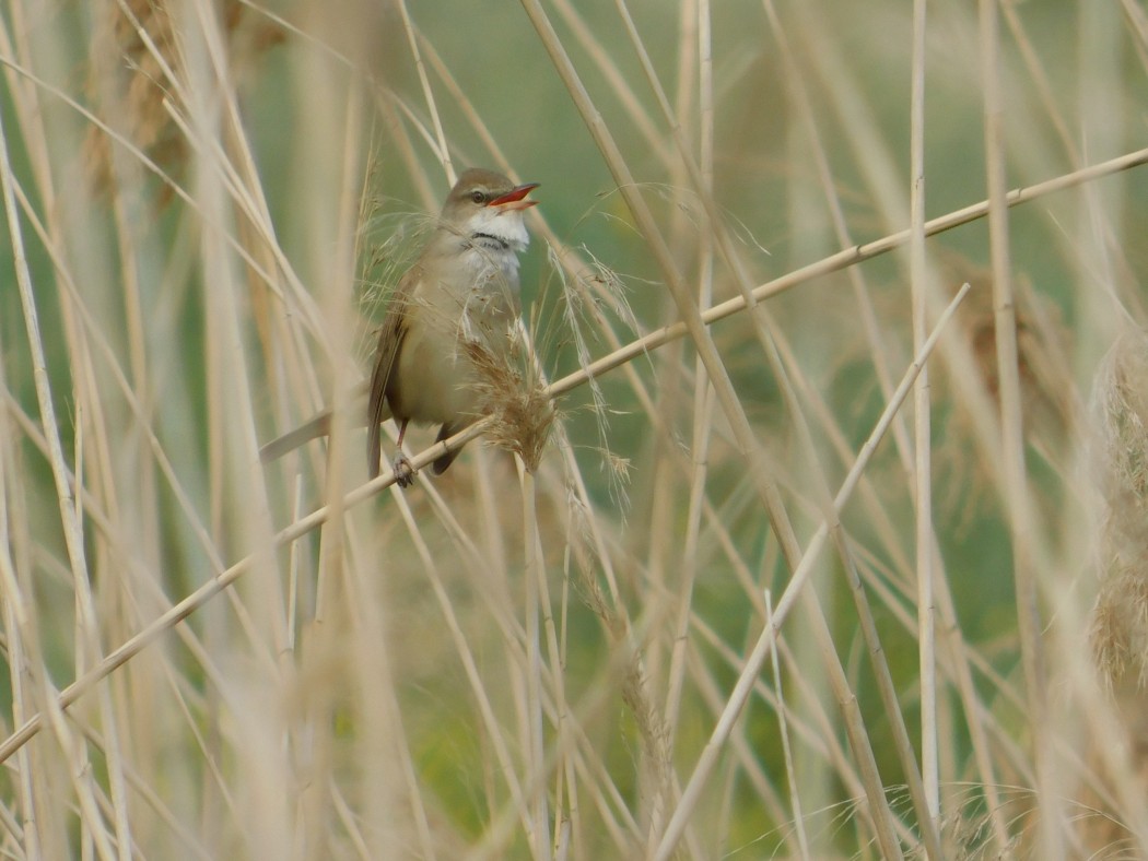 Great Reed Warbler