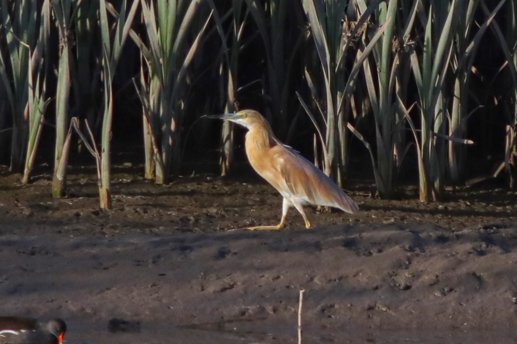 Squacco Heron