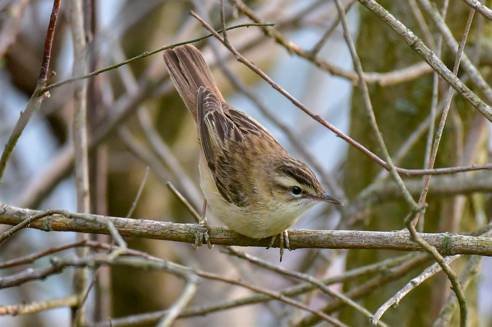 Sedge Warbler