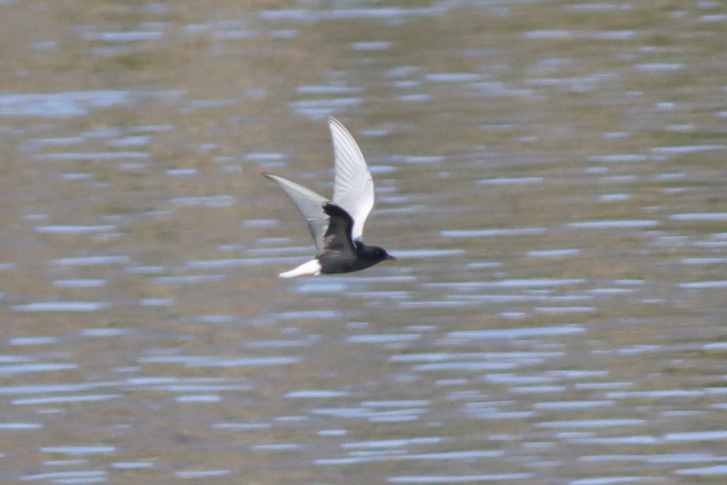 White-winged Tern
