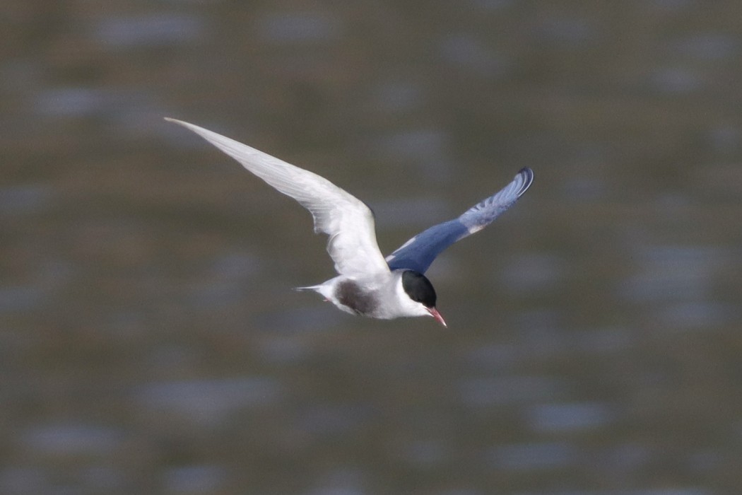 Whiskered Tern