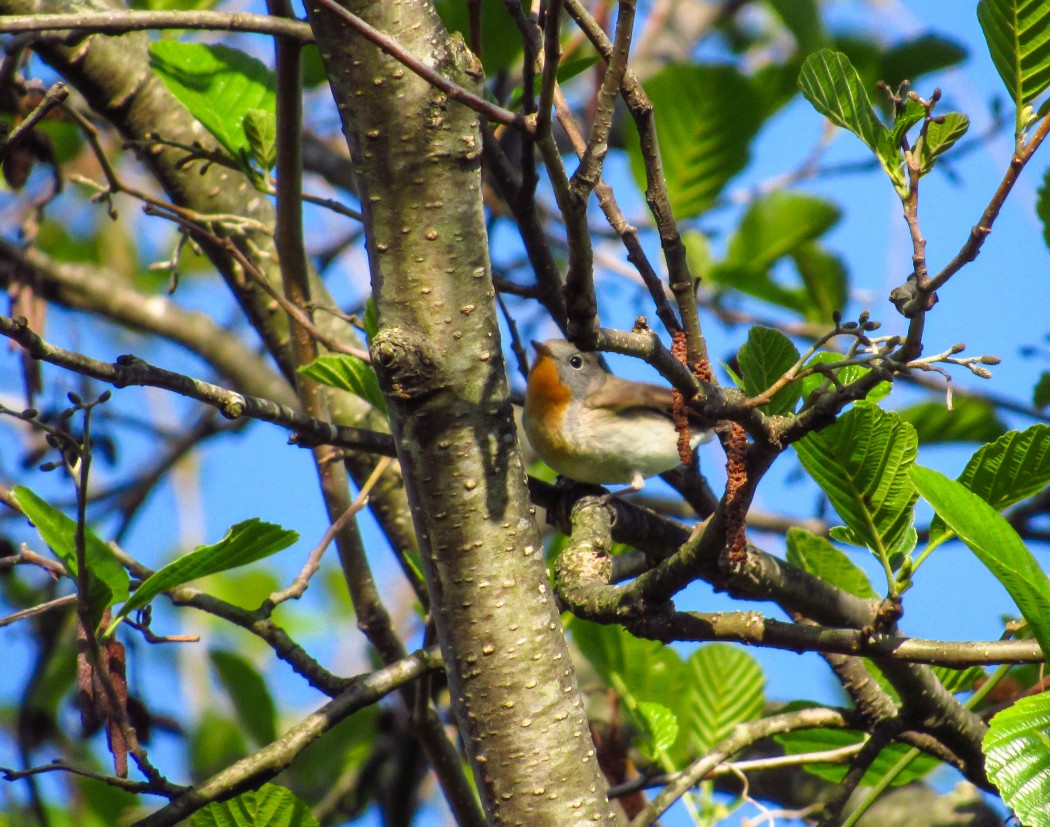 Red-breasted Flycatcher