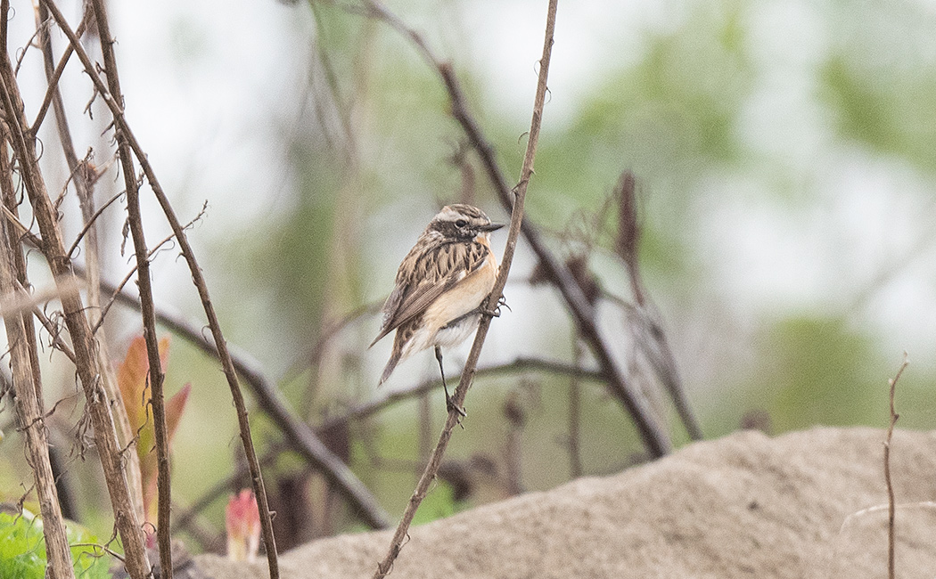 Whinchat