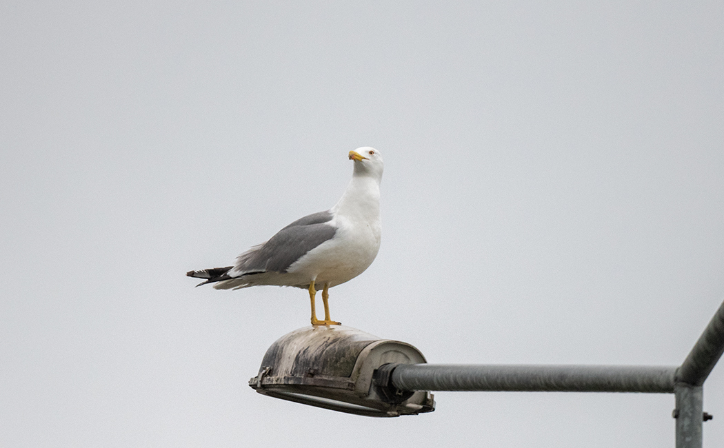 Yellow-legged Gull