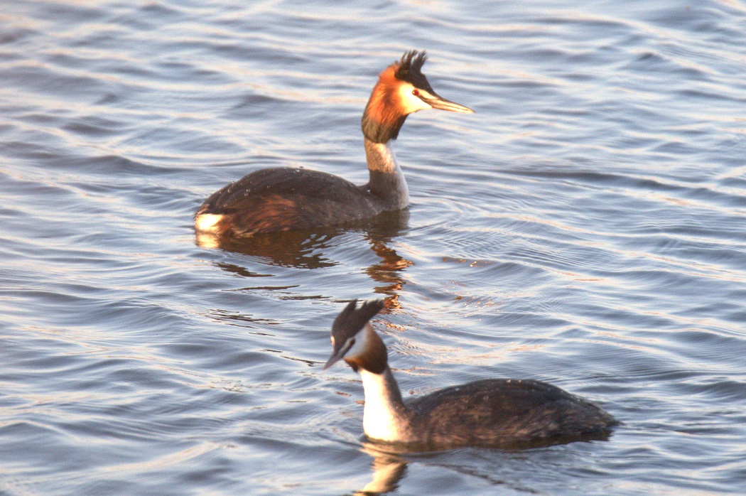 Great Crested Grebe