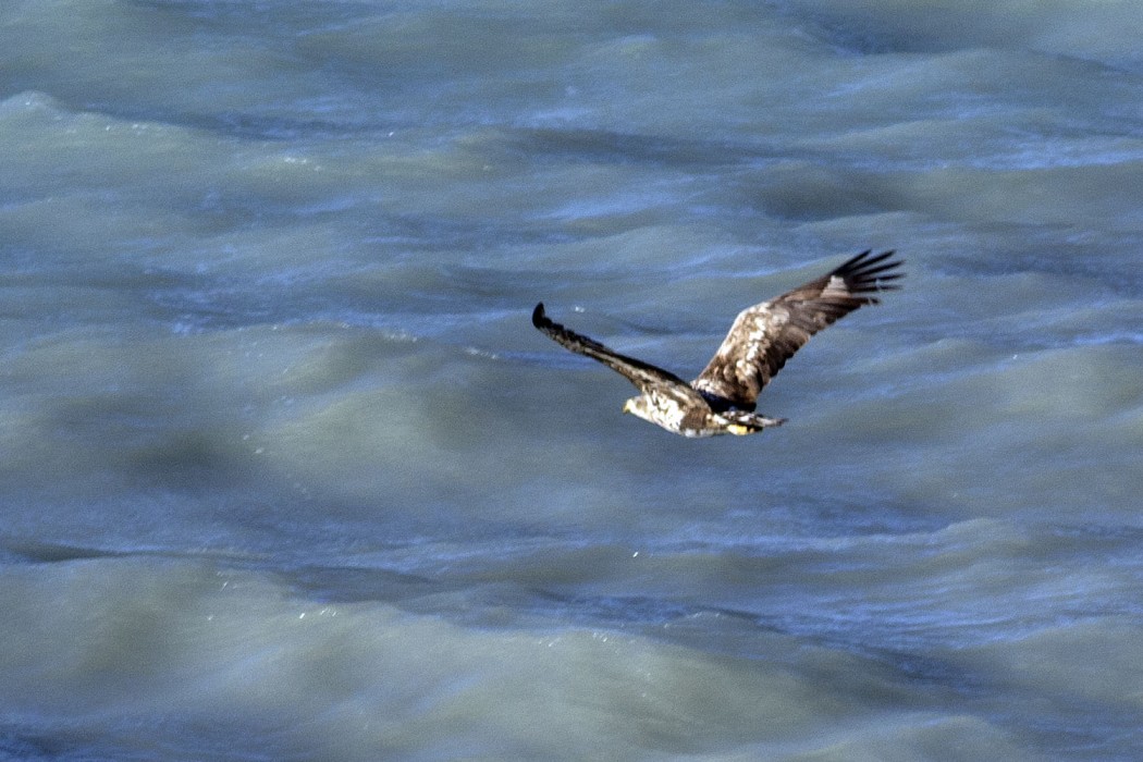 White-tailed Eagle