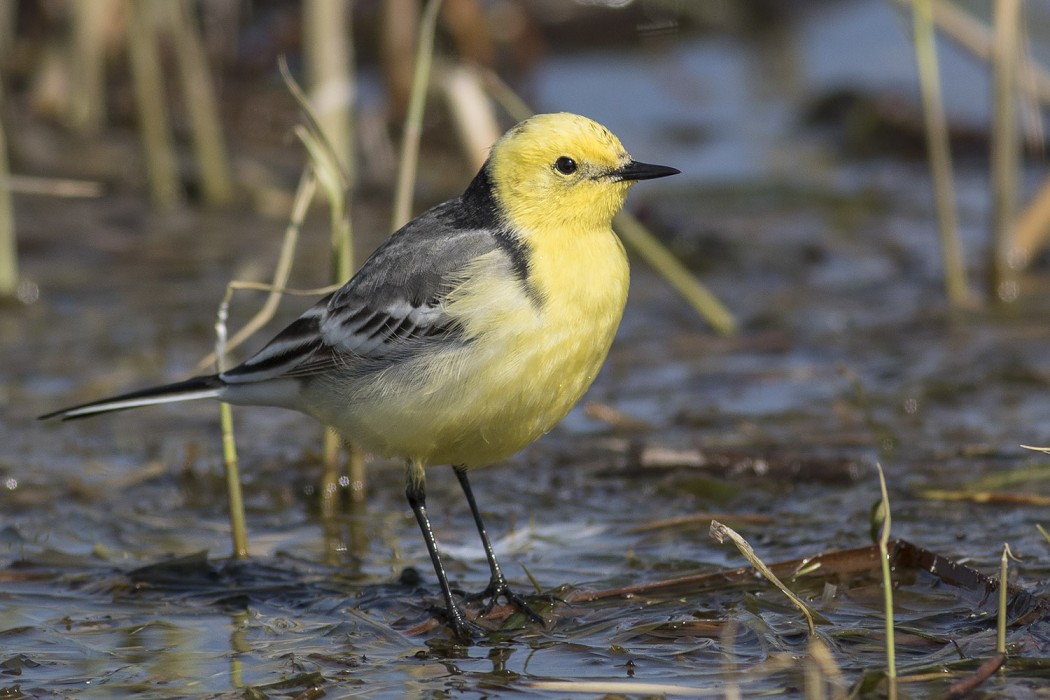 Citrine Wagtail