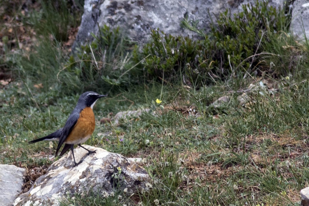 White-throated Robin