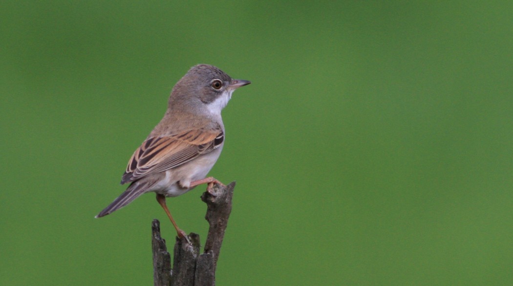 Common Whitethroat