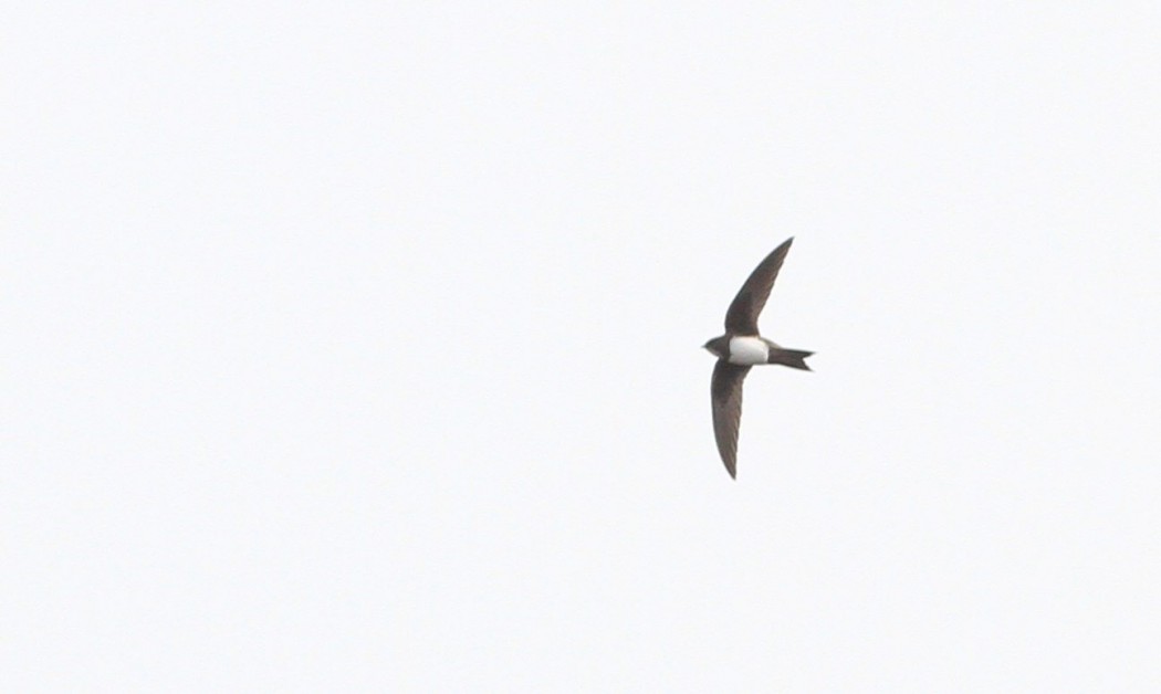 Alpine Swift