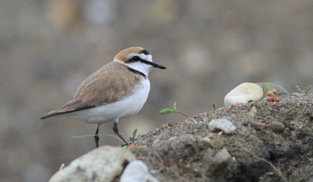 Kentish Plover