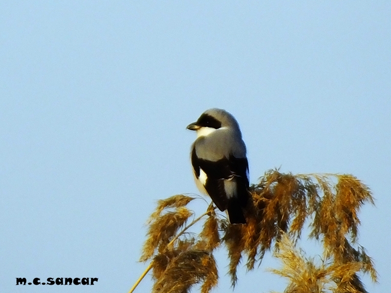 Lesser Grey Shrike