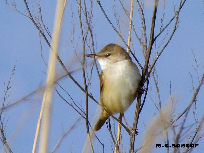 Great Reed Warbler
