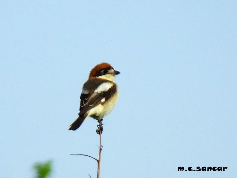 Woodchat Shrike