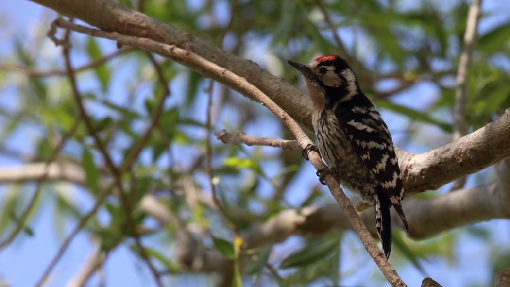 Lesser Spotted Woodpecker