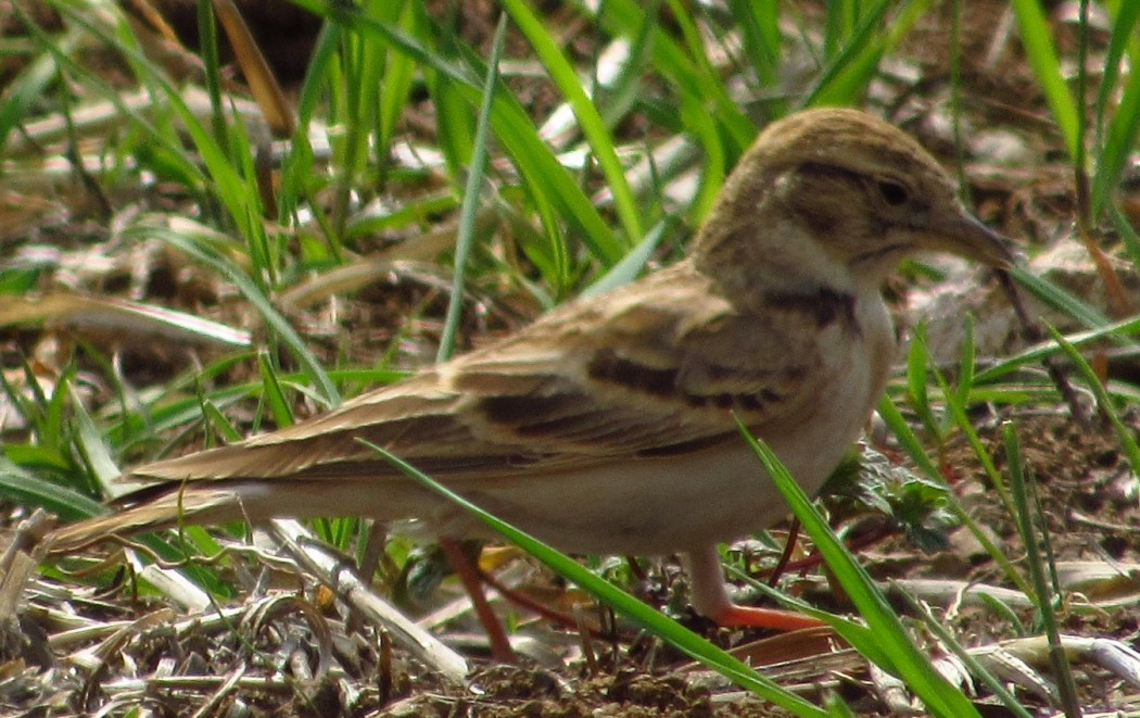 Greater Short-toed Lark