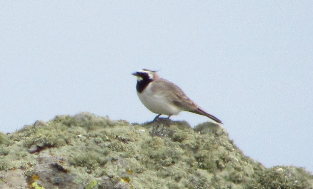 Horned Lark