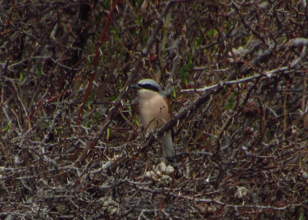 Red-backed Shrike