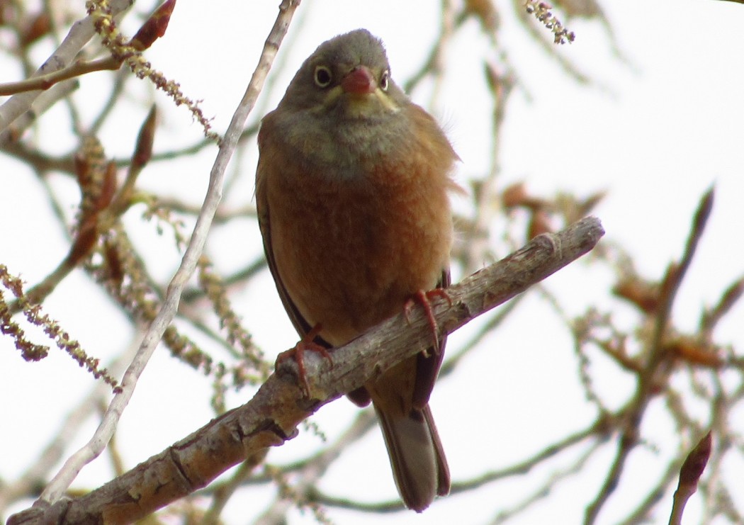Ortolan Bunting