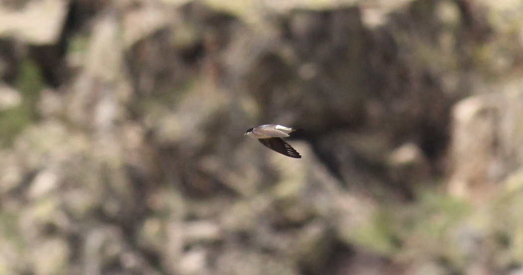 Western House Martin